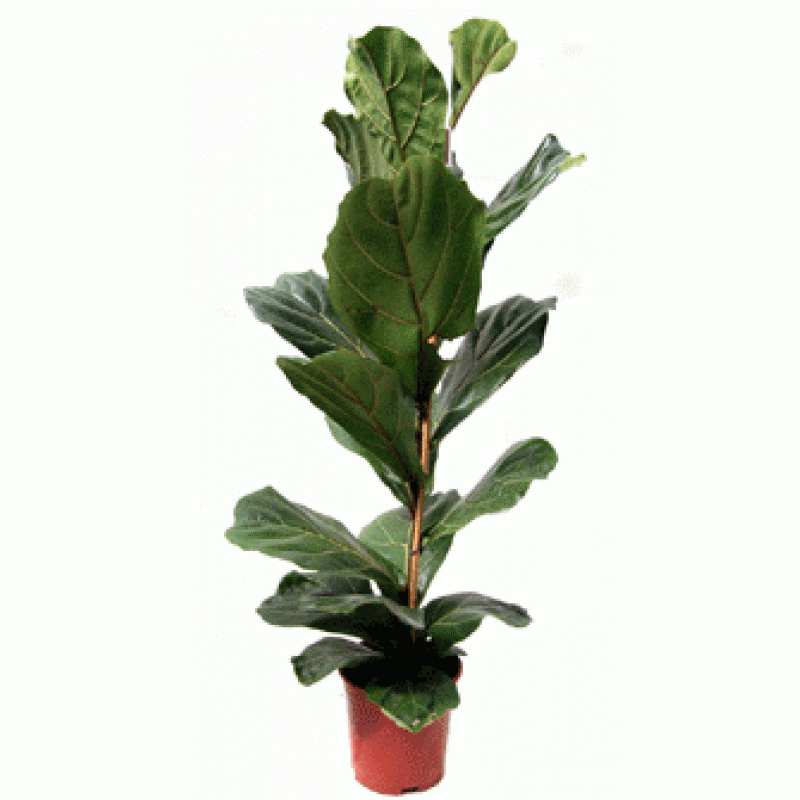 Фикус Лирата/Ficus lyrata 140/24